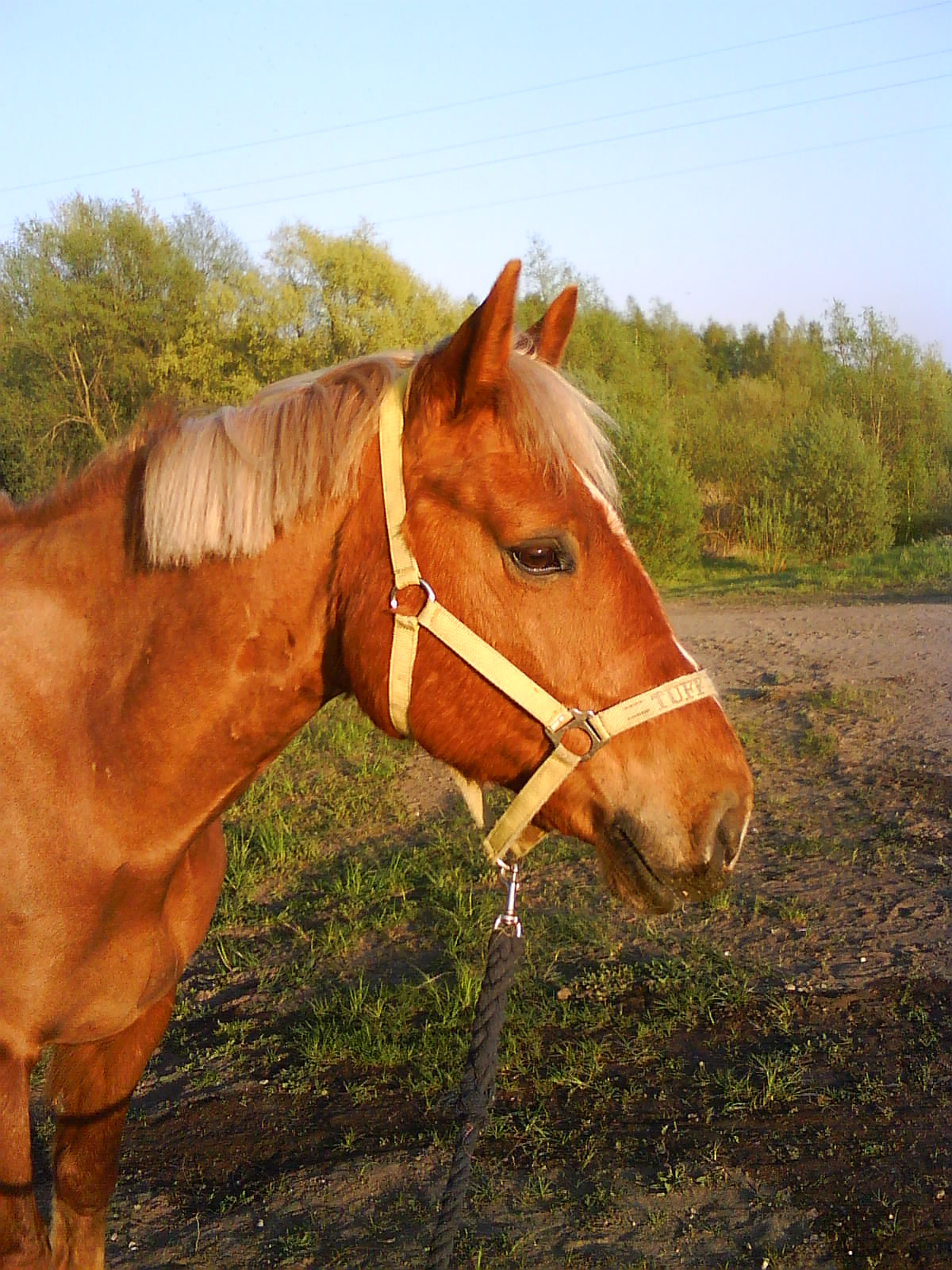 Peppe8
