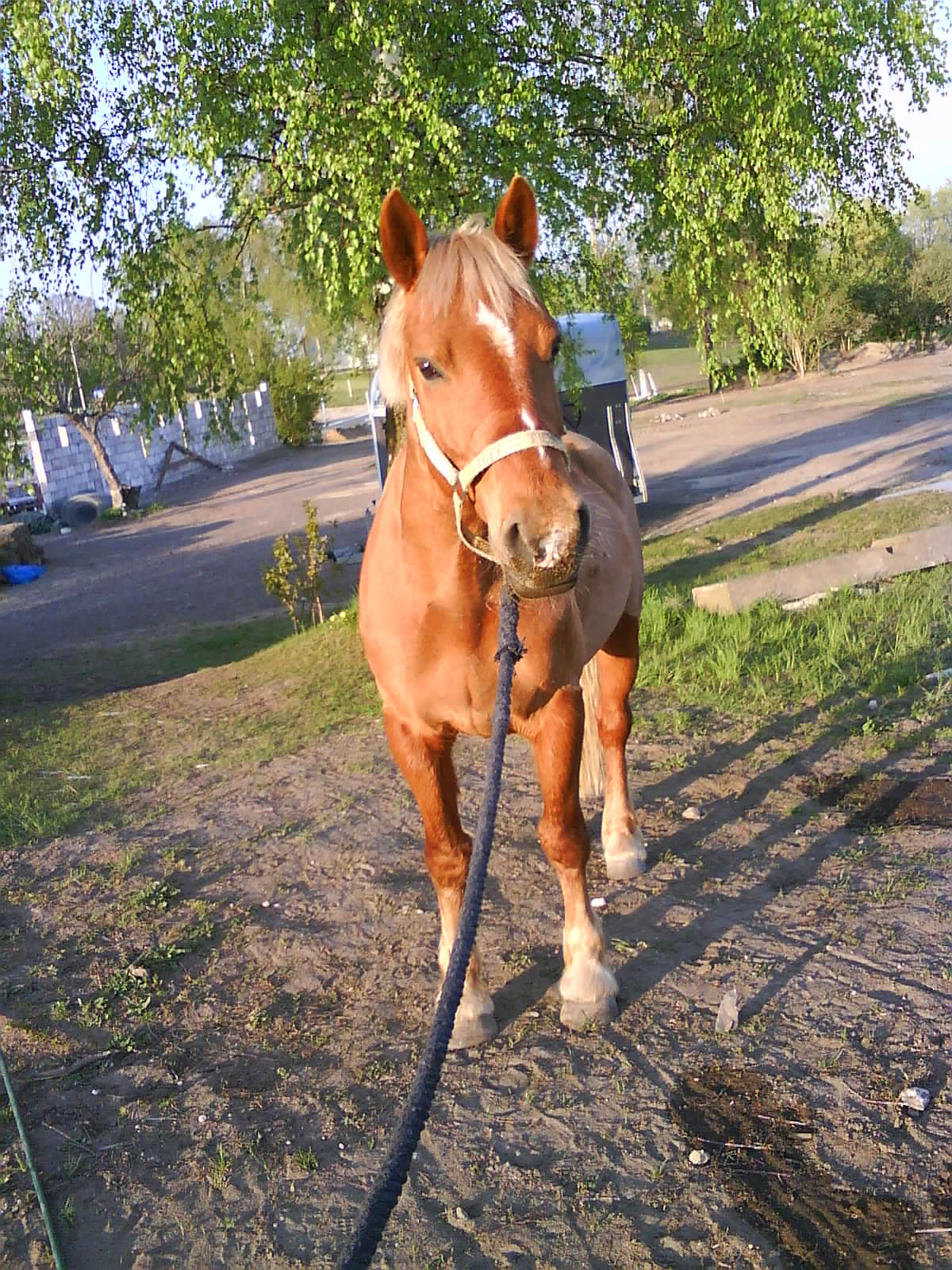 Peppe10